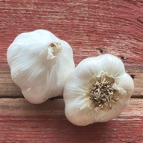 Garlic